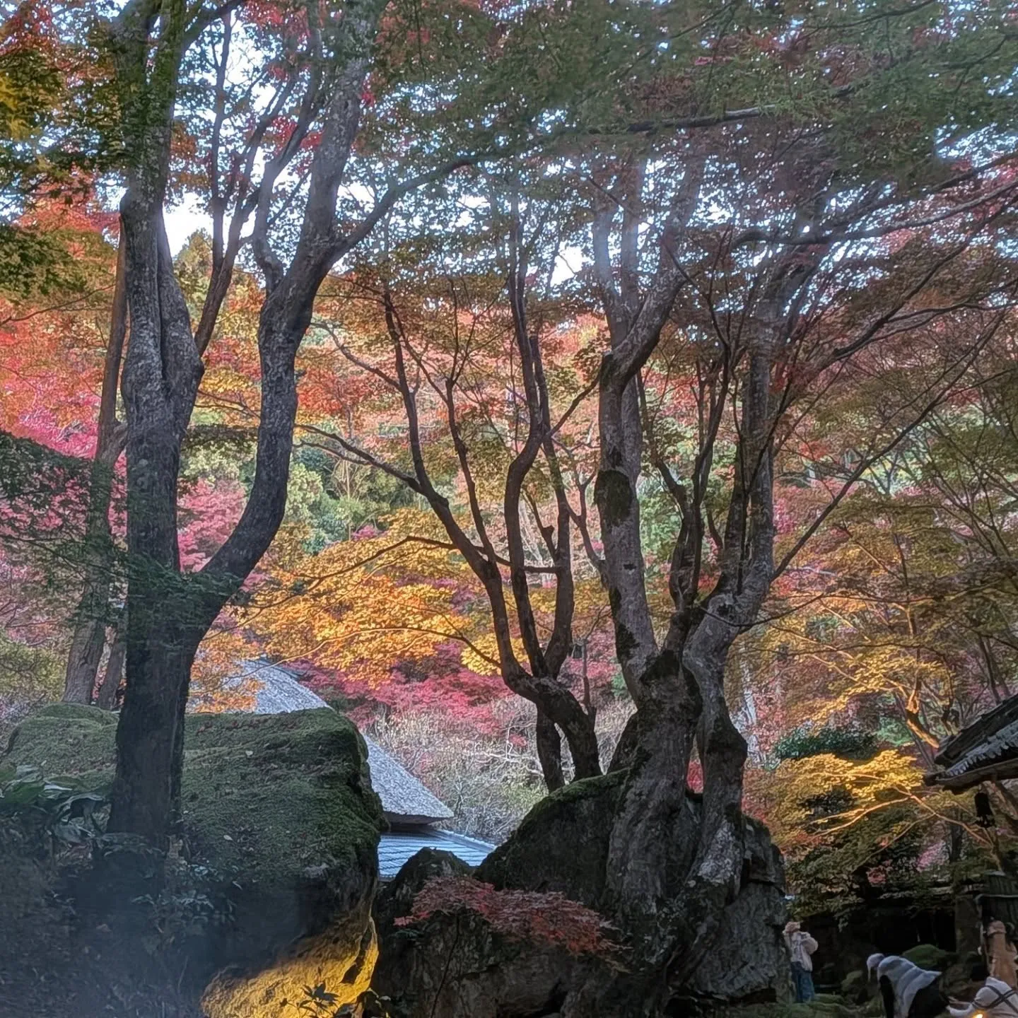 詫びさびの教林坊へ行ってきました